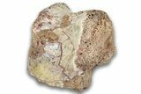 Triassic Fossil Phytosaur Vertebra - New Mexico #325133-1